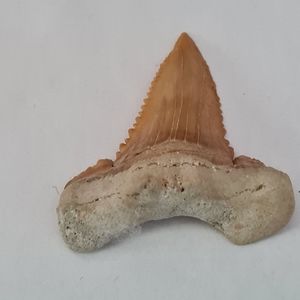 Shark tooth